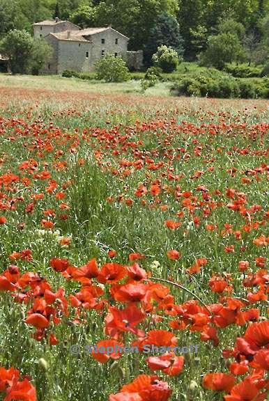 poppies and house graphic